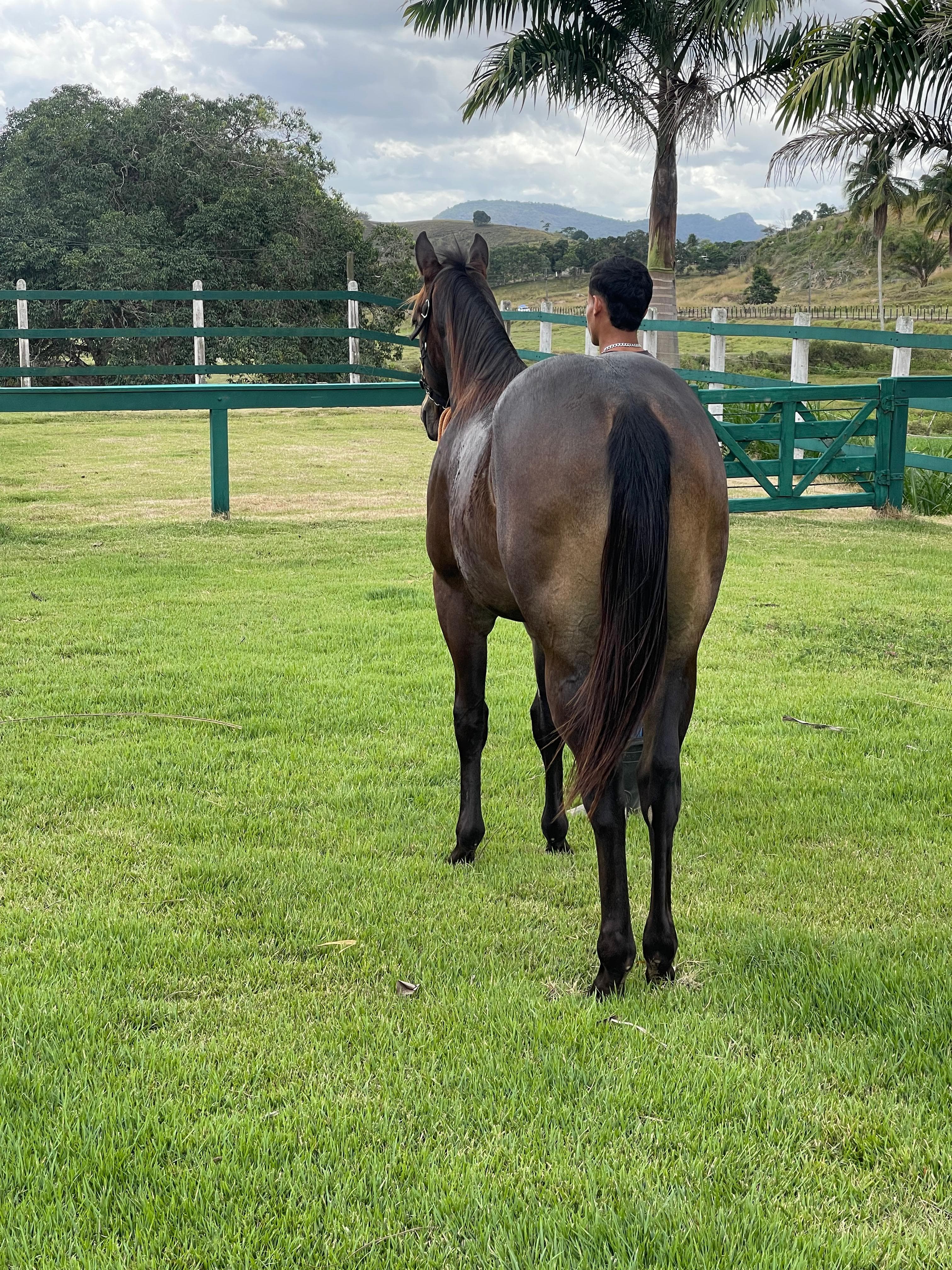 Bambino Steel - Detalhe