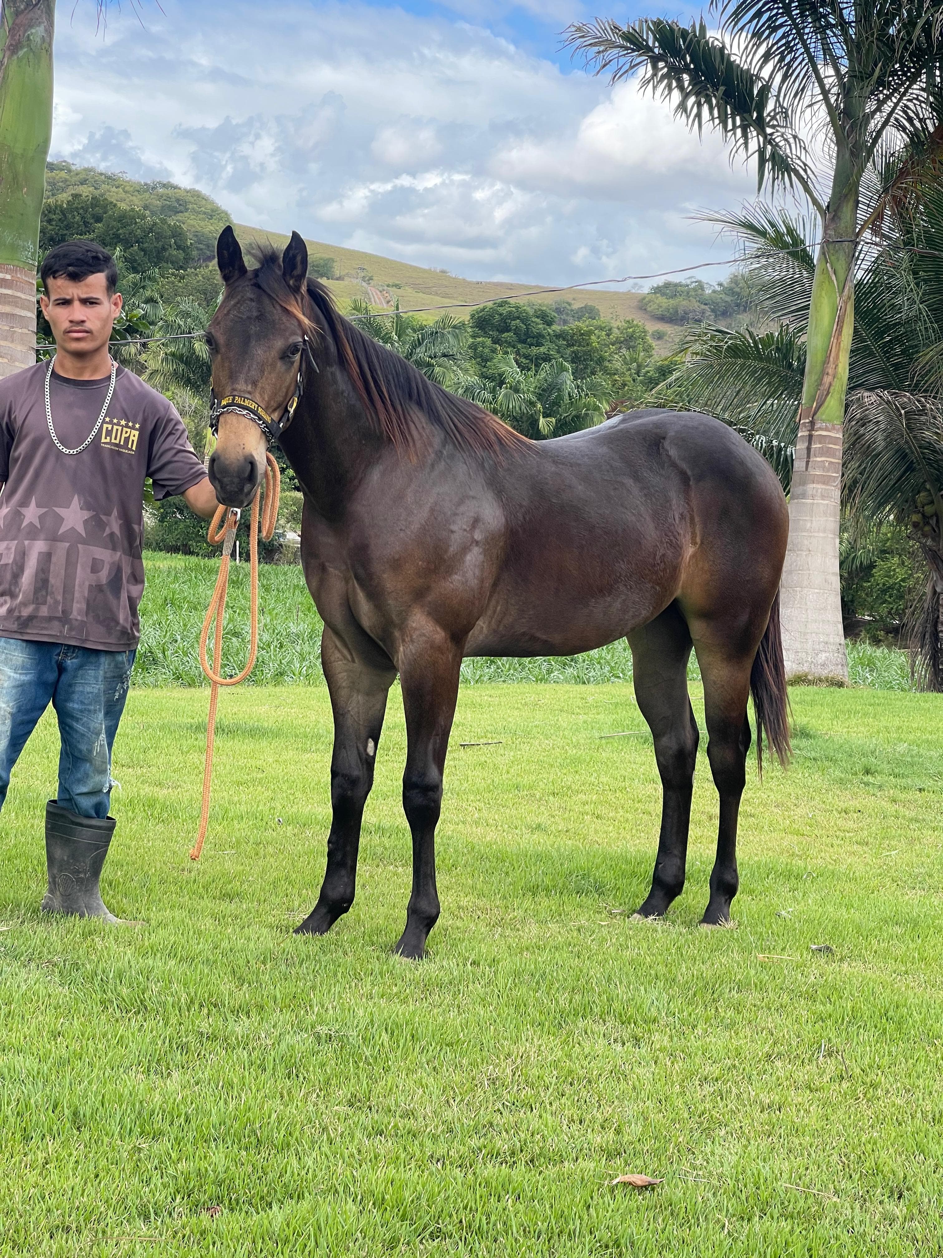 Bambino Steel - Em movimento