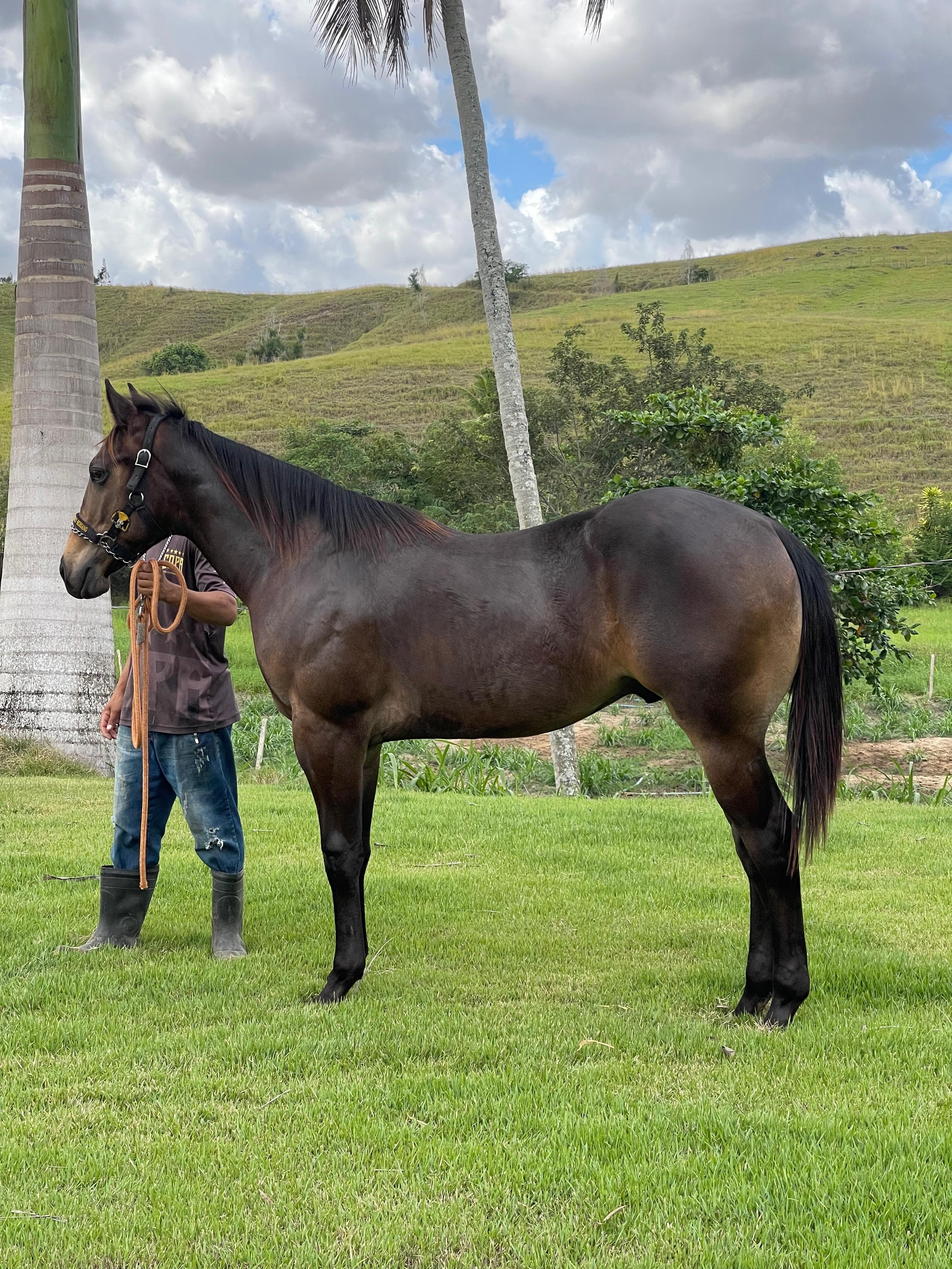 Bambino Steel - Pose