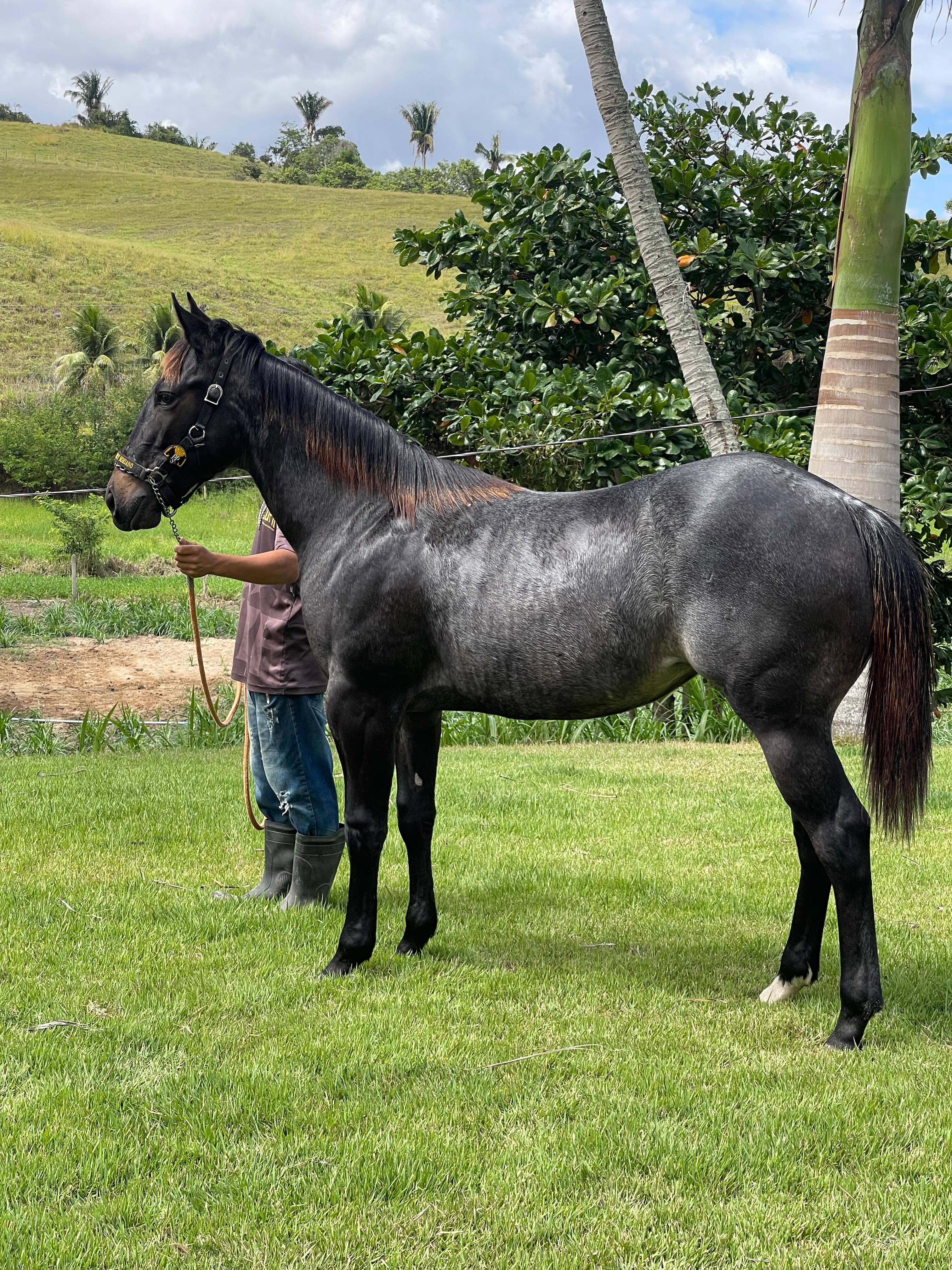 Grandiosa Steel - Pose