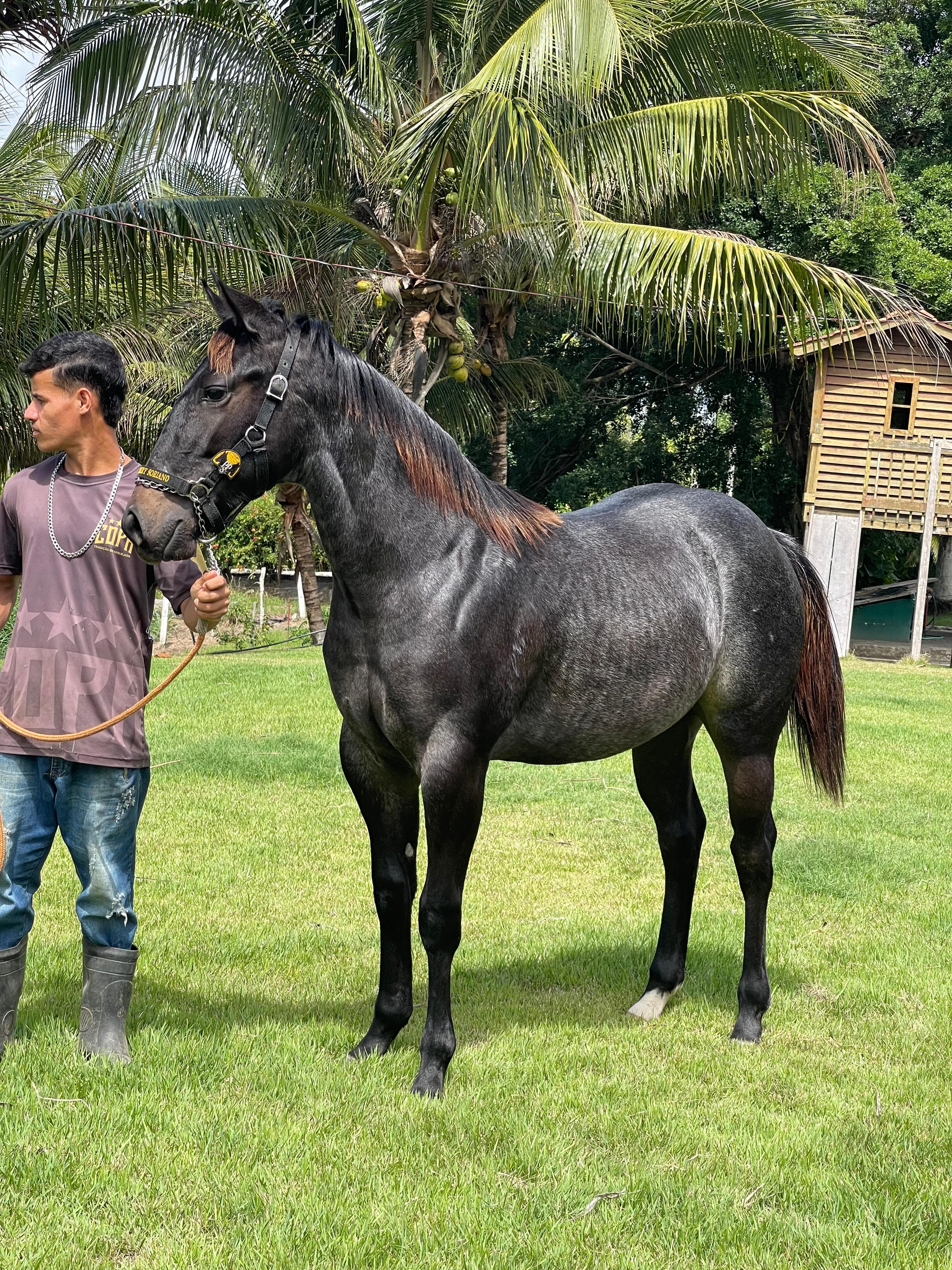 Grandiosa Steel - Vista detalhada