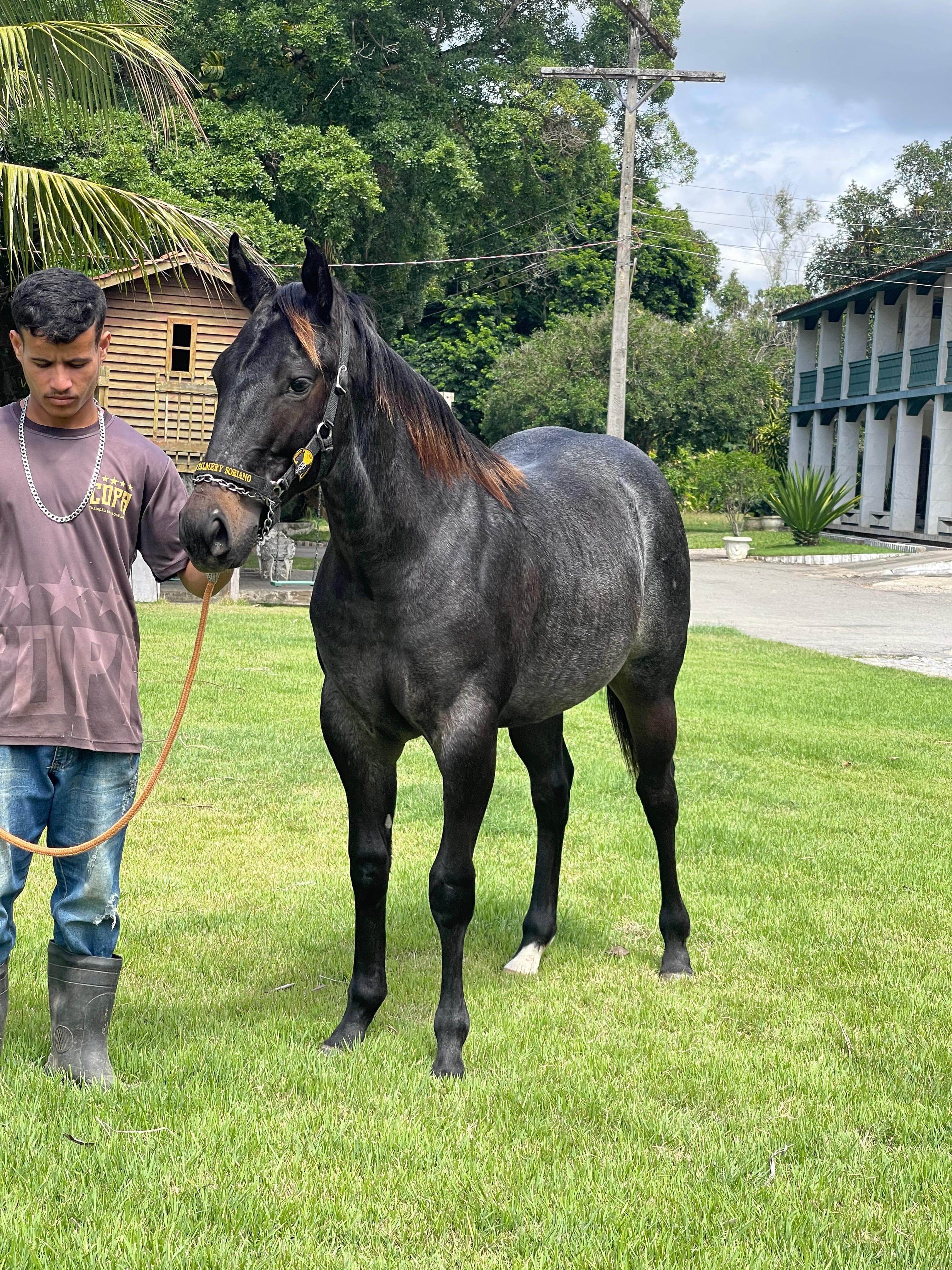 Grandiosa Steel - Em movimento